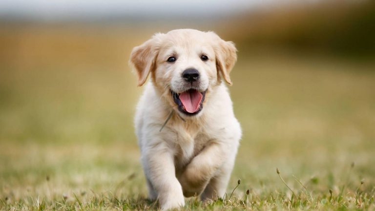 9 pruebas de que el perro es (mucho) mejor que el hombre