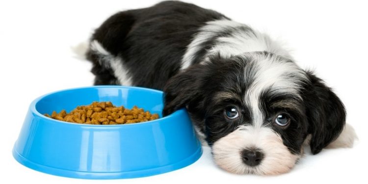 perro-comer