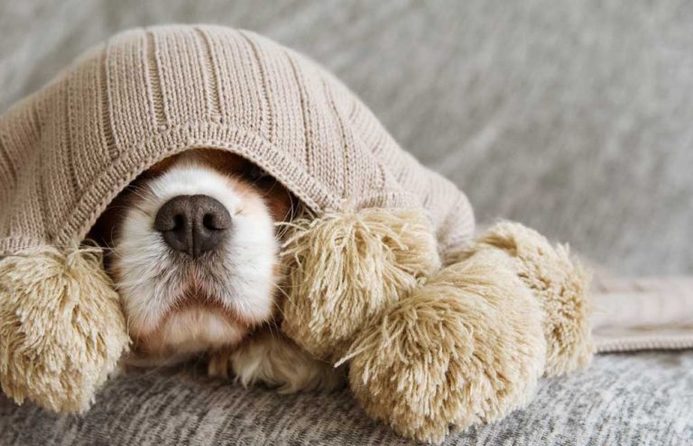 Qué hacer para que tu perro no se ‘muera’ de frío