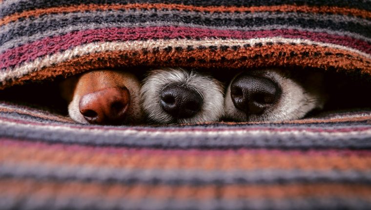 Tu Perro Puede Pasarlo Muy Mal Con El Frío