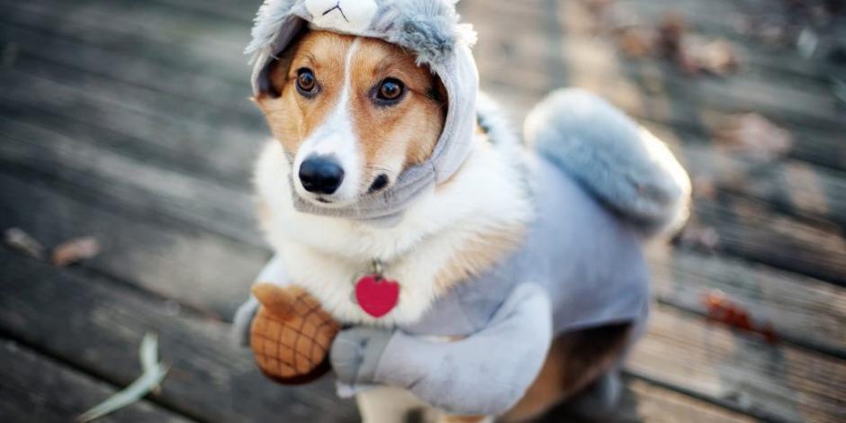 Abrigar A Tu Perro Puede Ser Una Solución
