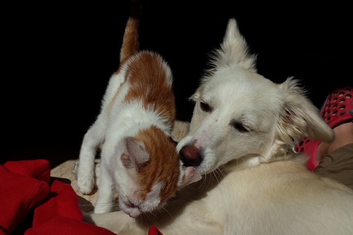 Perro o gato: ¿cuál es la mascota más lista según la ciencia?