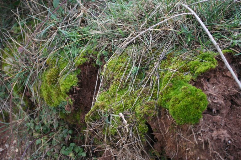 El 17,4% de las plantas briófitas de Baleares se encuentra en situación de riesgo