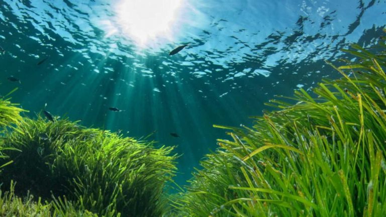 El PSOE propone pedir al Gobierno medidas para proteger la posidonia y la nacra