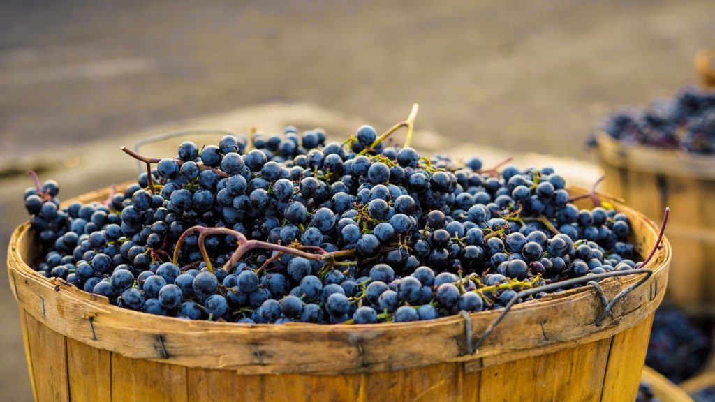 Vinos De Supermercado Por Menos De 7 Euros Que No Envidian A Los De Grandes Marcas