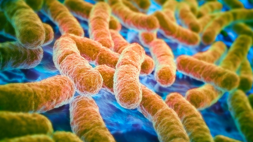 A Qué Se Le Denomina Bacteria E.coli