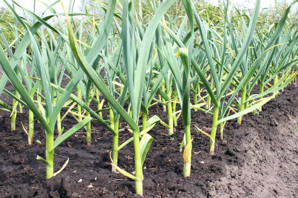 Ajo Plantas Medicinales Cultivar