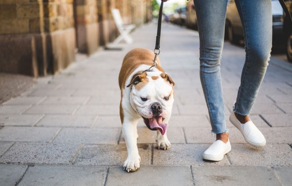 ¿Por Qué Estos Perros Son Superdotados?