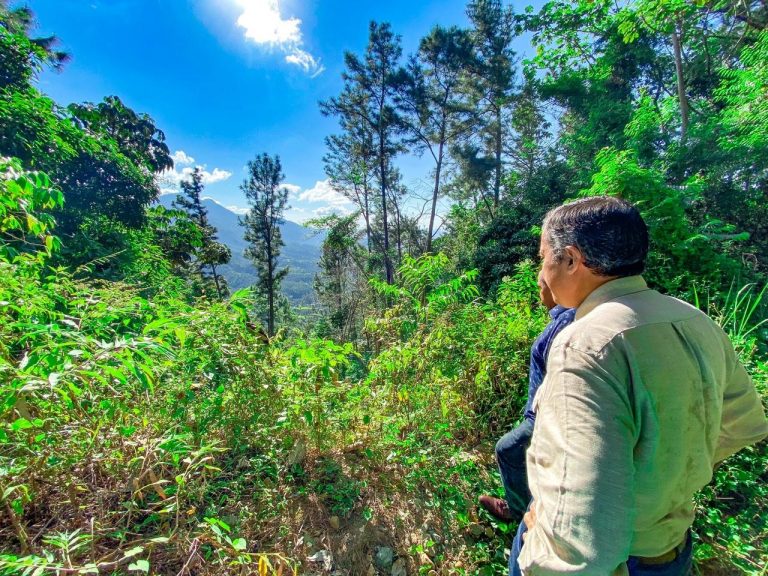 Mejorar la diversidad de los bosques no es suficiente para contrarrestar eventos de sequía