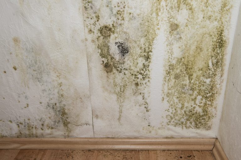 Cómo reparar una pared con humedad