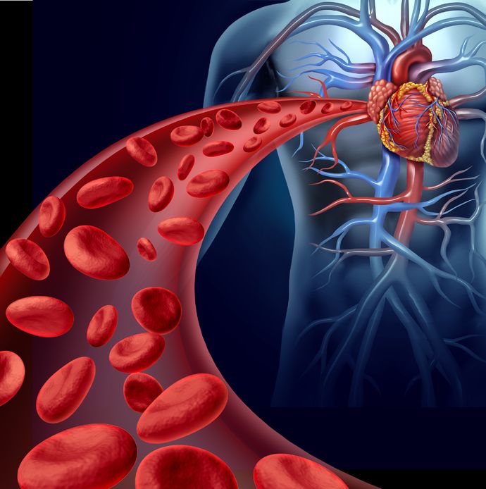 El Flujo Sanguíneo Con El Hígado Cuerpo Órgano 