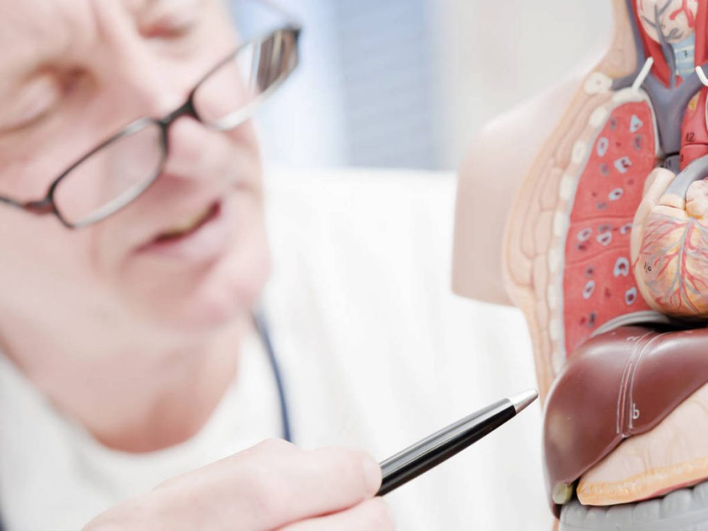 Este Es El Órgano De Tu Cuerpo Que Se Regenera Solo 134 El Hígado Se Regenera Solo