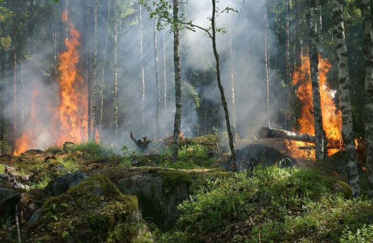 El incendio en Bera y Lesaka (Navarra) quemó 770 hectáreas