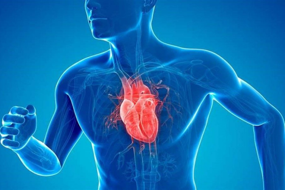 Enfermedades Cardiovasculares Alimentos Fritos