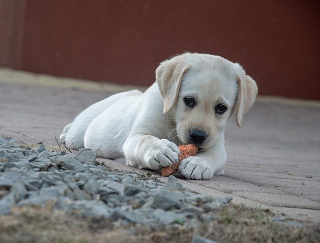 Este es el motivo por el que tu perro esconde comida en casa