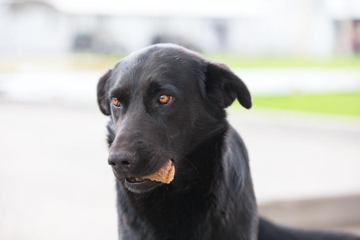 ¿Por Qué El Perro Esconde La Comida?