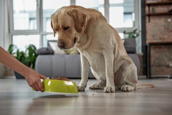 ¿Qué Hacer En Caso De Que Tu Perro Esconda Comida En La Casa?
