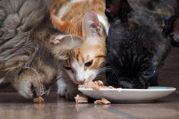 Separar A Los Animales Al Comer