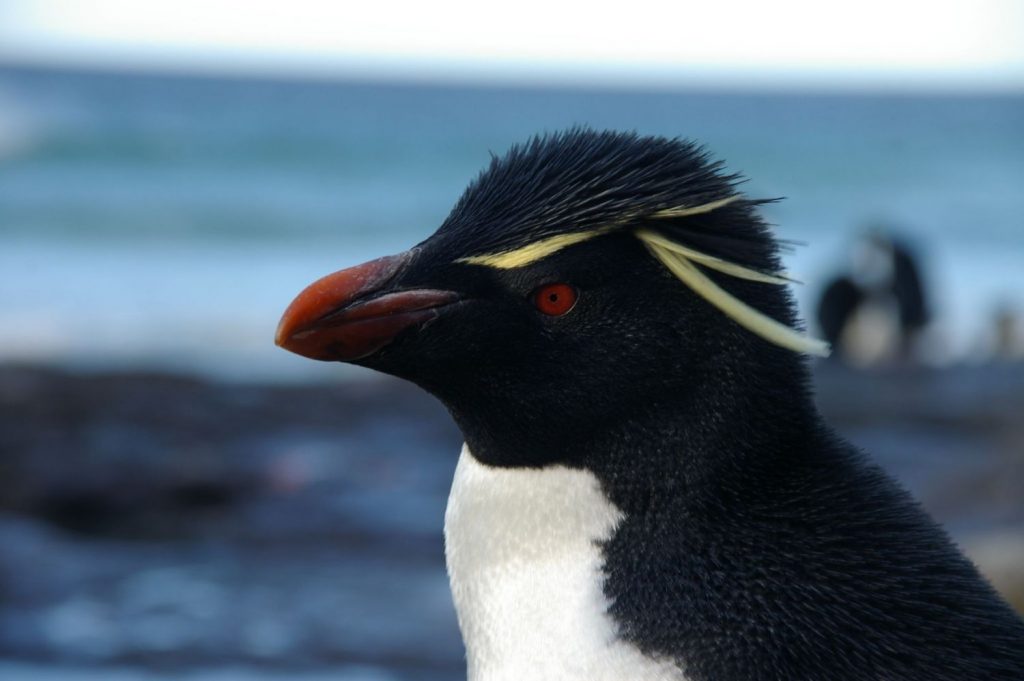 Como Existe La Isla De Los Dragones Existe La Isla De Los Pingüinos