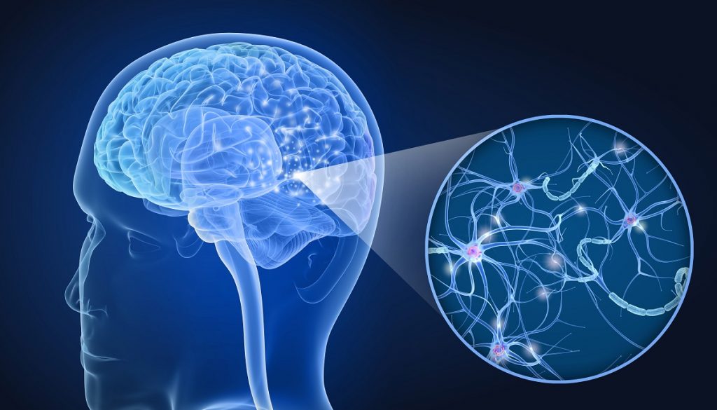 Ideal Para El Cerebro