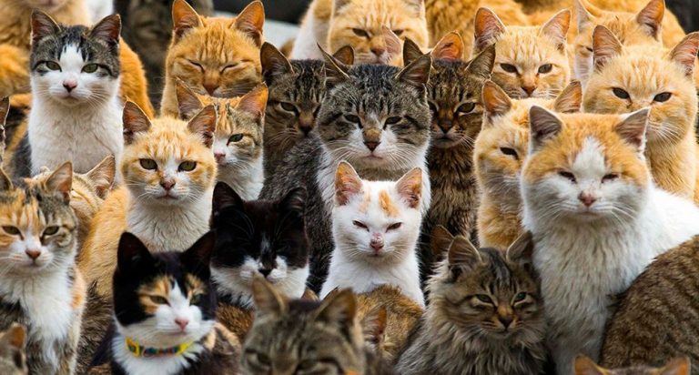 La isla de los dragones, la de los gatos… lugares del mundo habitados por animales