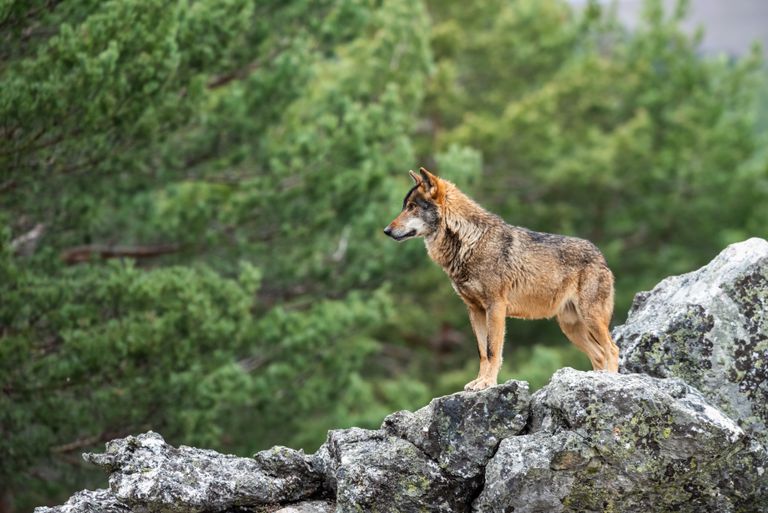 Asaja, COAG y UPA denuncian que Ribera les ha declarado la guerra con la protección al lobo