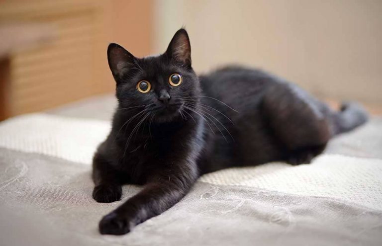 Razones por las que tener un gato negro de mascota