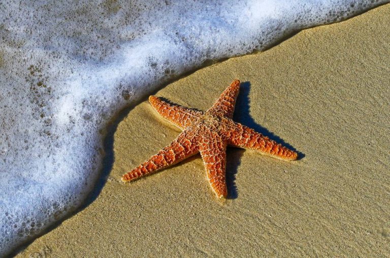 Localizan en el Mediterráneo especies que contienen moléculas con propiedades antitumorales