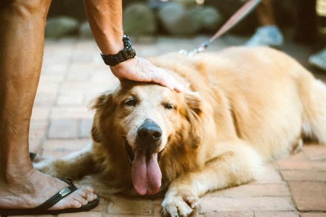 ¿Qué Hacer Ante Los Kilos Extras De Mi Perro?