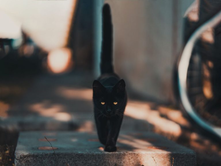 Por qué se dice que los gatos negros dan mala suerte