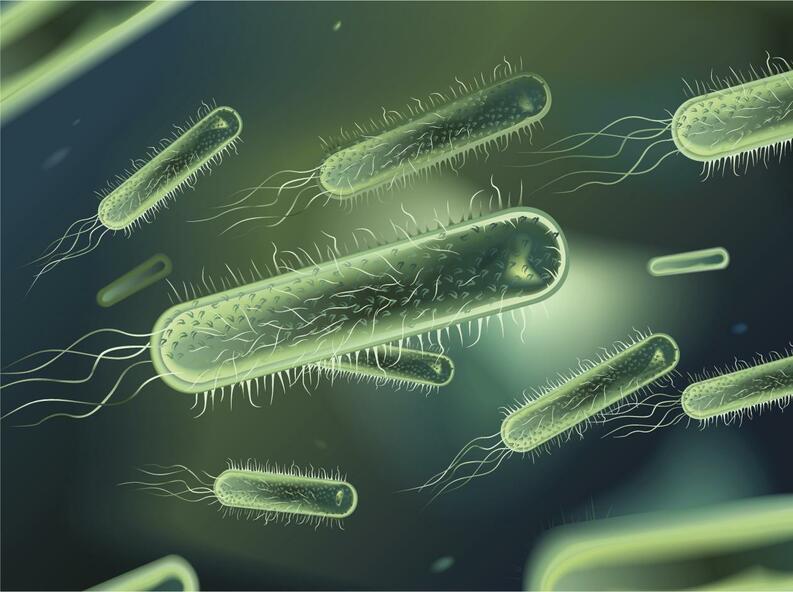 Clasificación De Las Bacterias