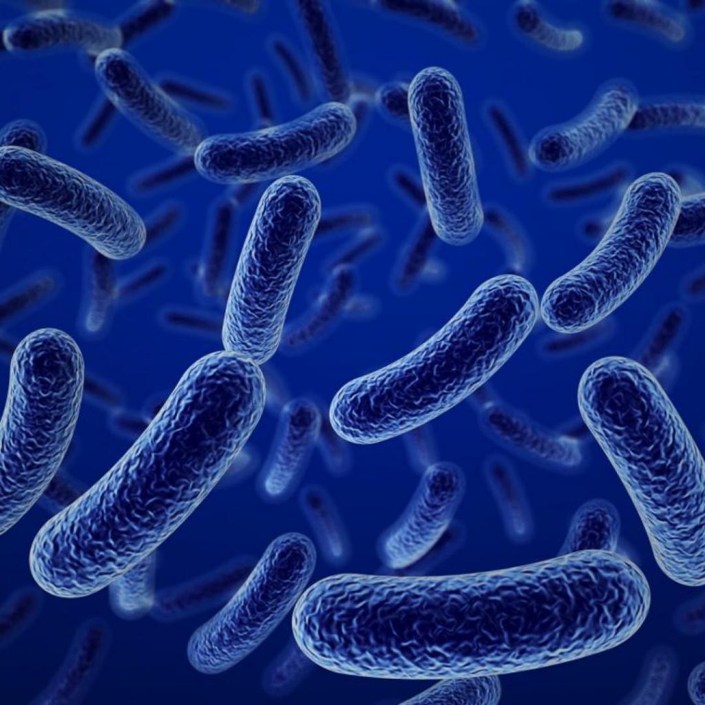 Características De Las Bacterias