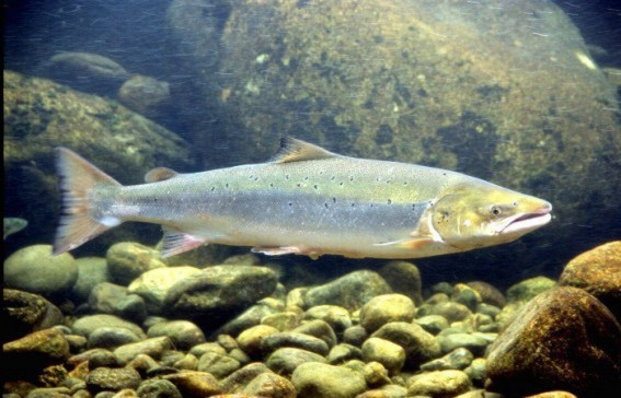 El Salmón, Una Especie Maravillosa Y Divina