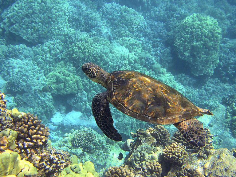 Nace ‘Santander for the Seas’, un proyecto para recuperar mares y océanos