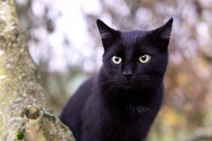 Señales Que Sorprendieron A Muchos Con Los Gatos Negros