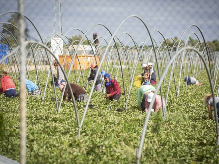 Piden cuatro años de cárcel para el encargado de una finca por presuntos abusos a temporeras