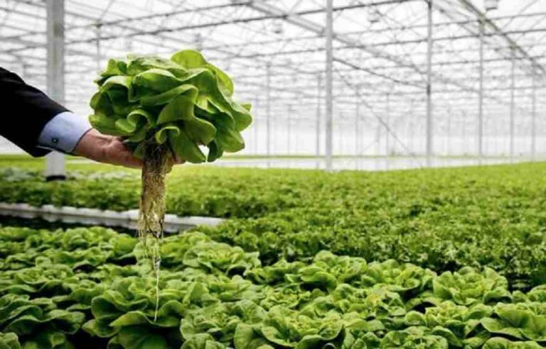 Aplican el ‘corta y pega genético’ para conseguir plantas «más nutritivas y resistentes»