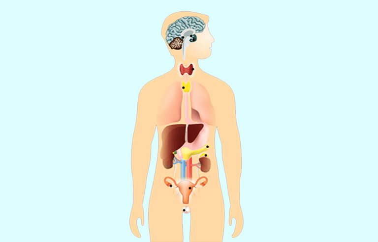 Qué es un endocrino
