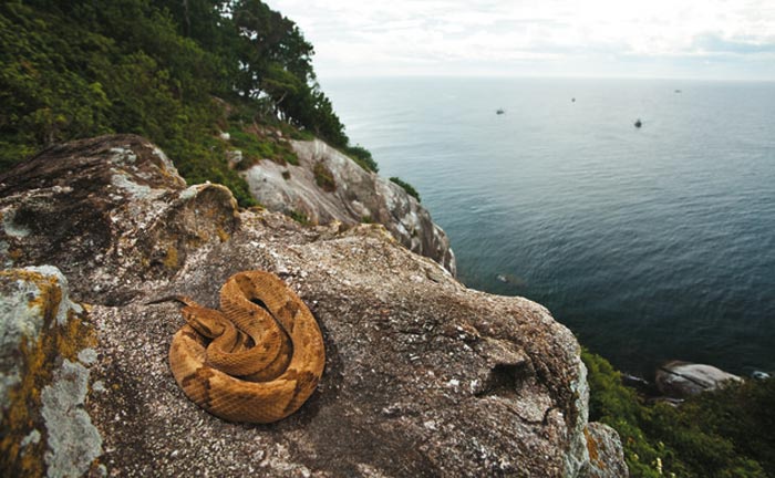 Igual De Peligrosa Que La Isla De Los Dragones Es La Isla De Las Cobras