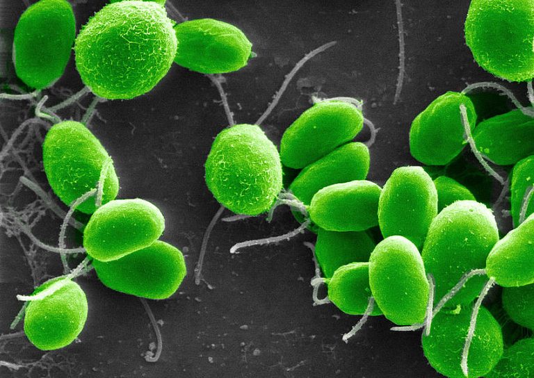Identificadas microalgas como fuente limpia para producir hidrógeno