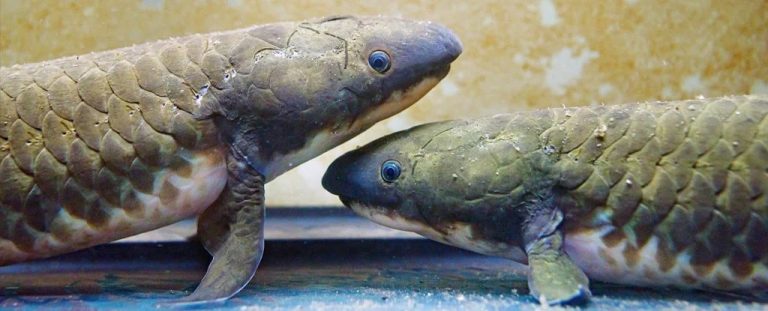 El pez pulmonado es el pariente acuático más cercano evolutivamente al ser humano