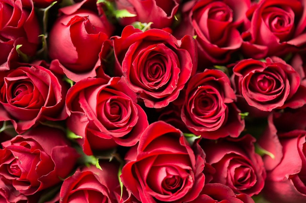 San Valentín: Estas Son Las Flores Que Debes Regalarle Según Tu Pareja