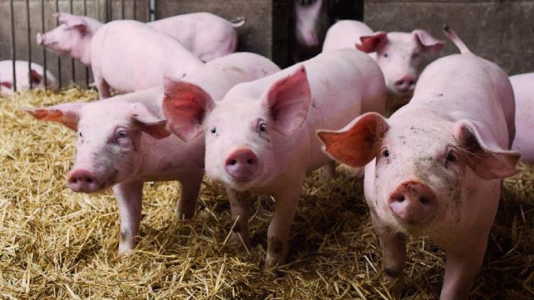 Unión de Uniones tilda de «agridulce» el balance de 2020 para el sector porcino