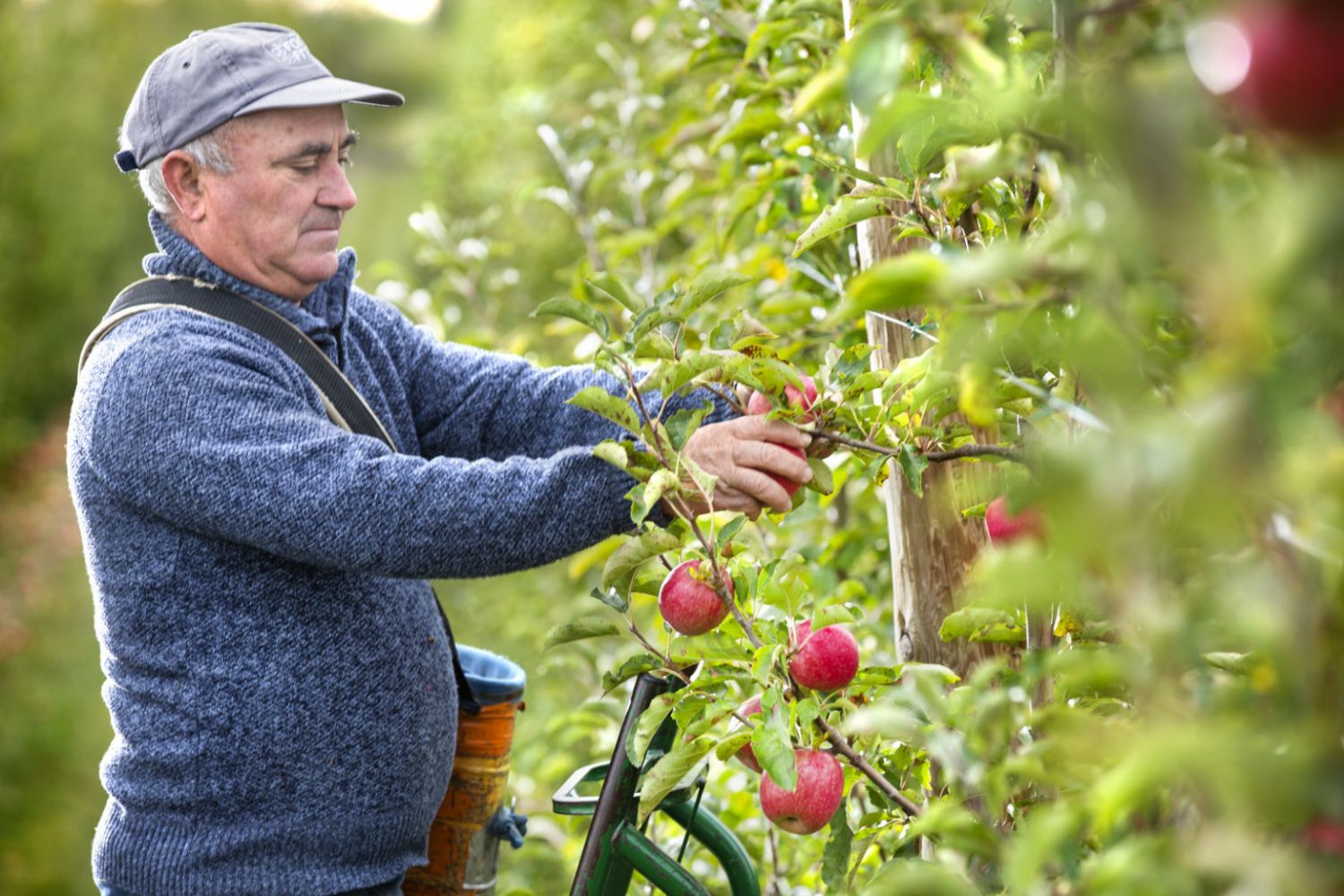 Manzanas