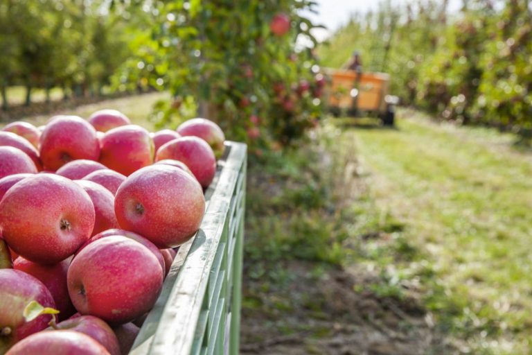 Ya es posible sentir el latido del campo desde la ciudad: apadrina un manzano Pink Lady®