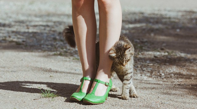 16 Cosas Increíbles Que No Sabías Sobre Los Gatos 02