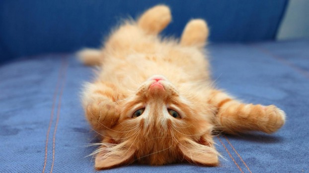 16 Cosas Increíbles Que No Sabías Sobre Los Gatos 04