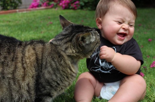 16 Cosas Increíbles Que No Sabías Sobre Los Gatos 07