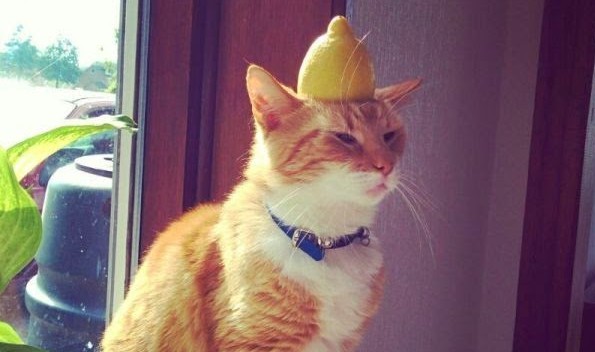16 cosas increíbles que no sabías sobre los gatos 11