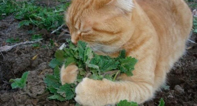 ¿Por Qué Se Marean Los Gatos? 